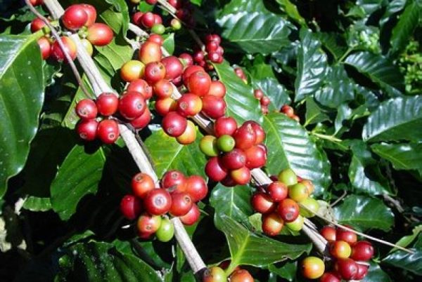 Jepang dan Maroko Sebut Kopi Lampung Beracun