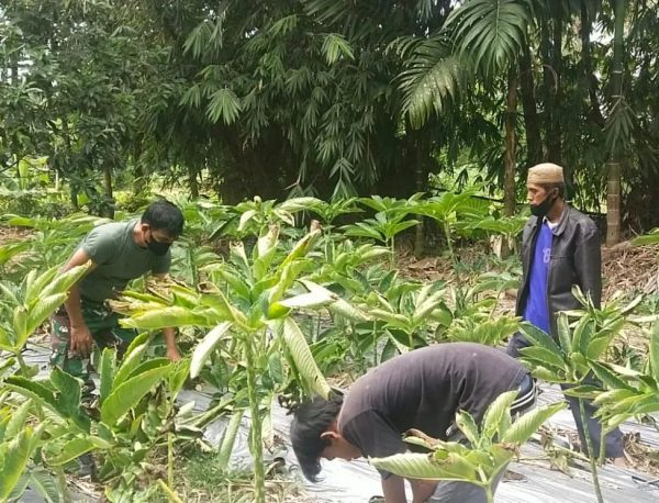 Babinsa Lakukan Kegiatan Perawatan Berupa Penyiangan Pada Tanaman Porang