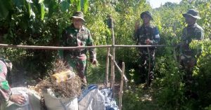 Sedang Melaksanakan Latihan, Anggota Yonif 117/KY Temukan Timbunan Ganja Kering