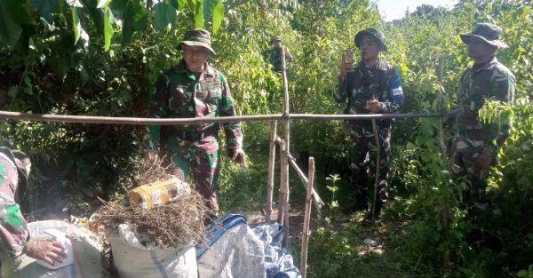 Sedang Melaksanakan Latihan, Anggota Yonif 117/KY Temukan Timbunan Ganja Kering