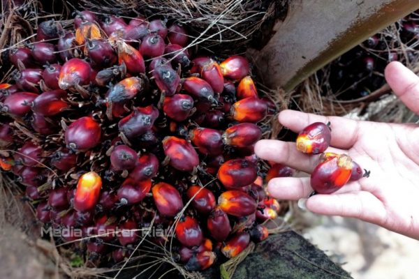 Pasca Libur Idulfitri, Berikut Harga Sawit Riau Priode 11-17 Mei 2022