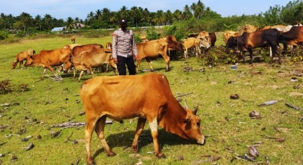 Cegah PMK, Pospol di Aceh Utara Lakukan Pengecekan Terhadap Ternak Sapi