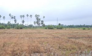 Petani di Kuala Bate dan Babahrot Sudah Tiga Bulan Tak Bisa Bajak Sawah