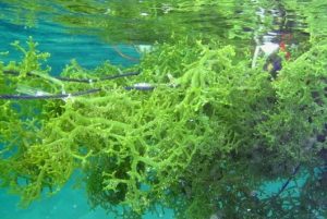 Masyarakat Budi Daya Rumput Laut Ohoi Arso di Maluku Bangga Kinerja ITB