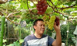 Kisah Petani di Abdya Raup Cuan dari Budidaya Anggur Hingga 60 Juta
