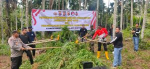 Tim Gabungan Musnahkan Puluhan Ribu Batang Ganja di Aceh Utara