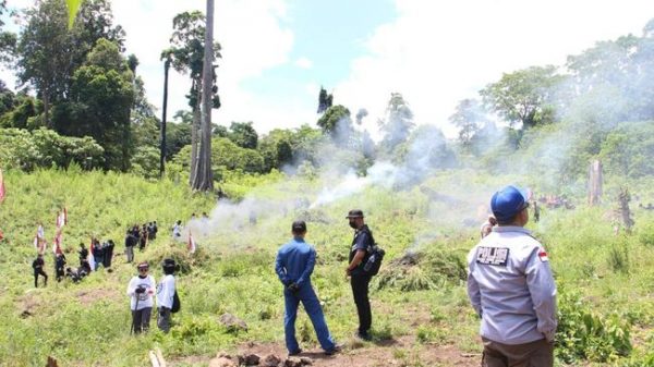 25 Hektar Ladang Ganja di Temukan di Aceh, 13 Orang Jadi Tersangka
