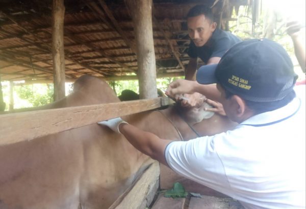 Ribuan Sapi Terinfeksi PMK di Aceh Utara Dinyatakan Sembuh