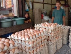 Harga Telur Ayam Mulai Turun di Abdya, Gairah Pembeli Masih Kurang