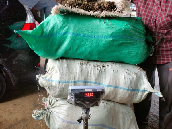 Polisi Ringkus 5 Pengedar Narkoba 48,150 Kg Ganja Kering Disita