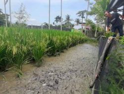 Mengenal Mina Padi, Kombinasi Sawah dan Kolam Ikan yang Menguntungkan Petani di Abdya