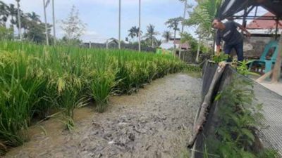 Mengenal Mina Padi, Kombinasi Sawah dan Kolam Ikan yang Menguntungkan Petani di Abdya