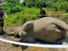 Gajah Betina