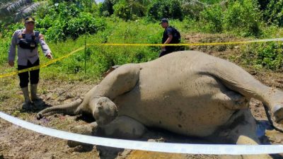 Seekor Gajah Betina Ditemukan Mati di Aceh Timur