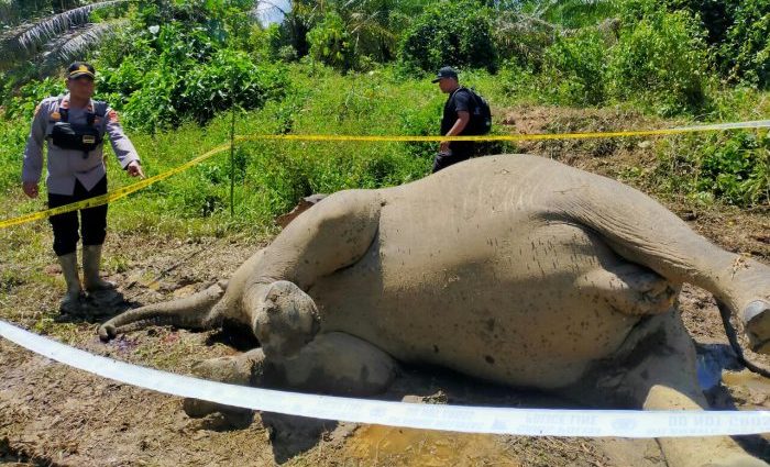 Gajah Betina