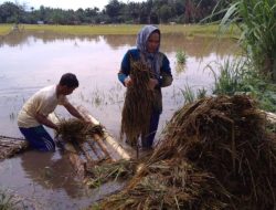 Direndam Banjir, Petani di Abdya Terancam Gagal Panen