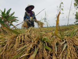 Pasca Banjir Aceh Utara, Kerugian Capai Rp70,7 M