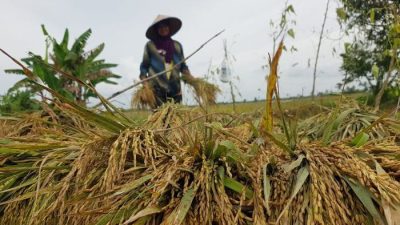 Pasca Banjir Aceh Utara, Kerugian Capai Rp70,7 M