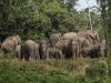 Kawanan Gajah Liar Turun Ke Gampong, Rusak Tanaman Padi Warga Di Aceh Jaya