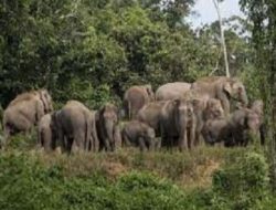 Kawanan Gajah Liar Turun Ke Gampong, Rusak Tanaman Padi Warga Di Aceh Jaya