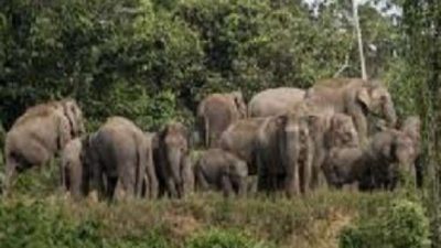 Kawanan Gajah Liar Turun Ke Gampong, Rusak Tanaman Padi Warga Di Aceh Jaya