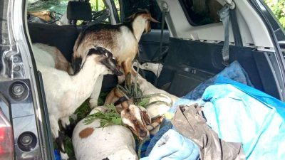 Wah! Diduga Terios Pencuri Kambing Tabrak Truk Fuso Di Pidie