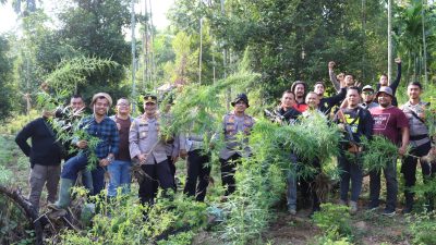 2 Hektar Ladang Ganja di Sawang Dimusnahkan Polres Aceh Utara