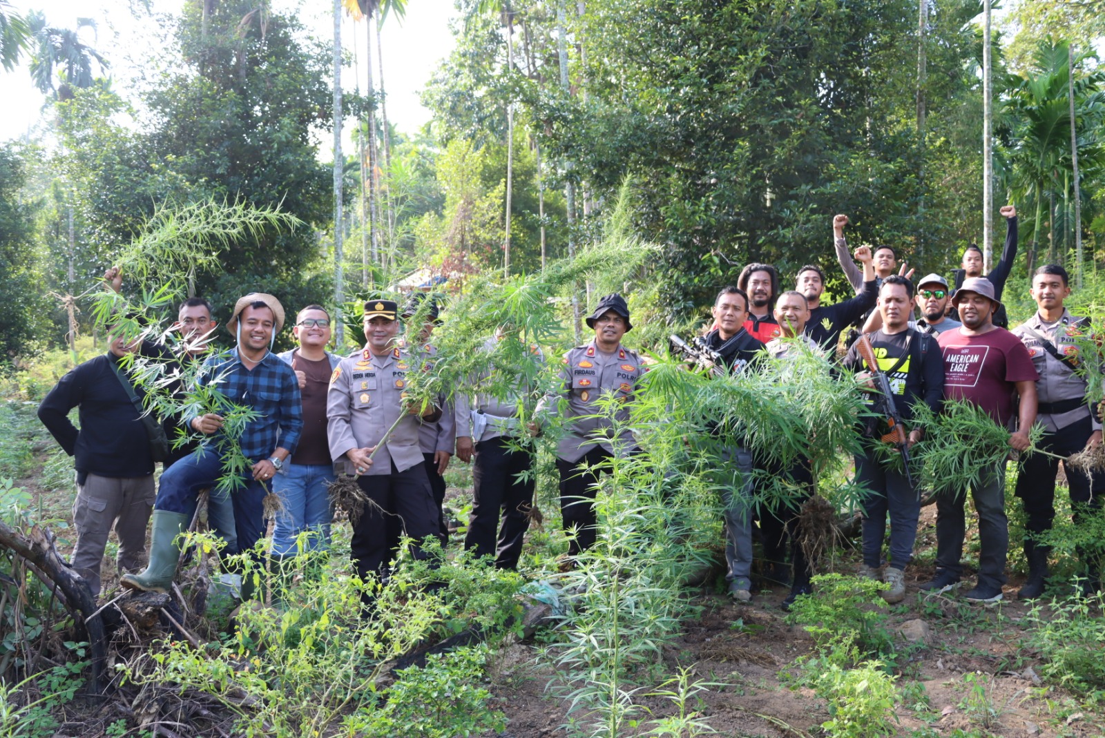 2 Hektar Ladang Ganja di Sawang Dimusnahkan Polres Aceh Utara