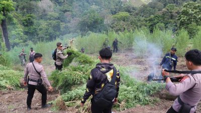 40 Hektar Ladang Ganja di Nagan Raya Dimusnahkan