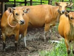 DKPPP Lhokseumawe Minta Penjual Tidak Sembelih Sapi Betina