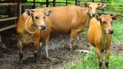 DKPPP Lhokseumawe Minta Penjual Tidak Sembelih Sapi Betina