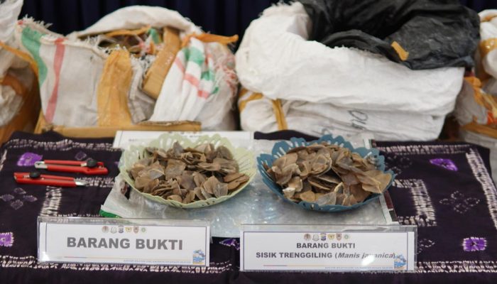 Petugas Bea Cukai Gagalkan Penyelundupan 360 Kg Sisik Tenggiling di Banjarmasin