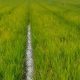 Tanaman Padi Milik Petani di Alu Pisang Abdya Terserang Penyakit Hawar Daun