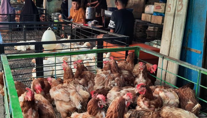 Harga Daging Ayam di Abdya Melonjak Tajam