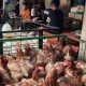 Harga Daging Ayam di Abdya Melonjak Tajam