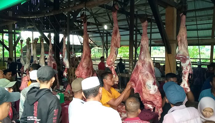 Harga Daging Sapi Hari Meugang di Pasar Hewan Panton Labu 180 Perkilo