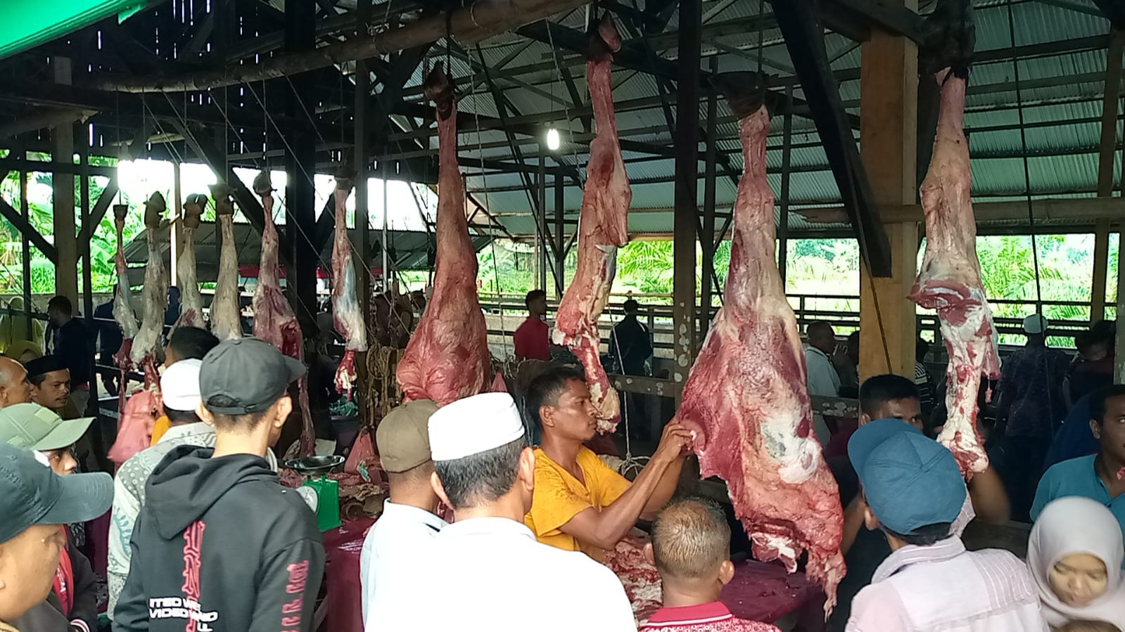 Harga Daging Sapi Hari Meugang di Pasar Hewan Panton Labu 180 Perkilo
