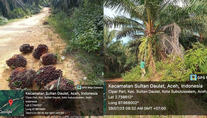 Dengan Dalih Surat Baru dari Pemko, Karyawan PT Laot Bangko Panen di Luar HGU