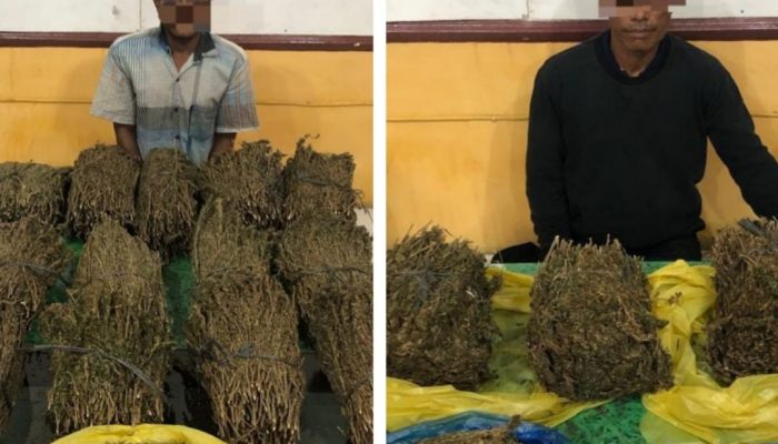 Polisi Ringkus 2 Orang Sindikat Pengedar Ganja di Abdya