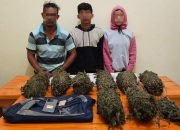 Polisi Tangkap Tiga Pengedar Ganja, Dua di Antaranya Suami Istri