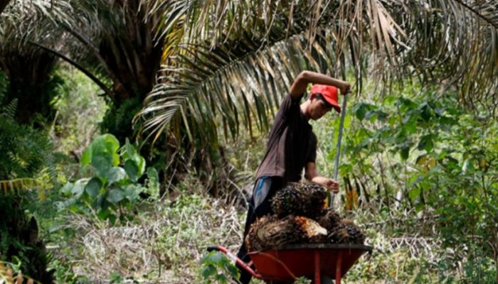 Dukungan Lahan Sawit Kelompok Tani Pabrik PT Ensem Diduga Tumpang Tindih