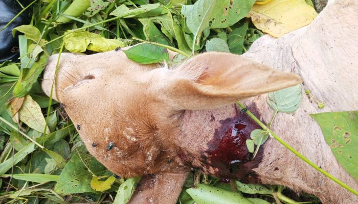 Sapi milik Warga Dimangsa Harimau di Aceh Timur