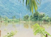 Bibit Diterjang Banjir, Petani di Abdya Terancam Gagal Tanam