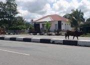 Tanpa Pengawasan, Gerombolan Lembu Berseliweran Dijalan Depan RSUTP Abdya