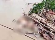 BREAKING NEWS: Warga Temukan Mayat Mengapung di Lae Mate Kecamatan Rundeng