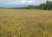 Nestapa Petani, 30 Hektar Padi di Abdya Gagal Panen