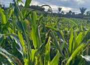 Petani Jagung di Kuala Bate Resah, Tanamannya Terancam Gagal Panen Diserang Hama