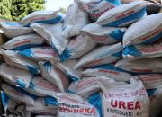 Kios Nakal Jual Pupuk Urea Diatas HET, Petani di Abdya Menjerit