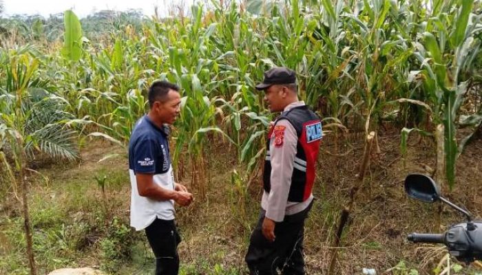 Berikan Dukung Terhadap Petani Lokal, Anggota Polsek Serbajadi Sambangi Petani Jagung