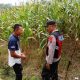 Berikan Dukung Terhadap Petani Lokal, Anggota Polsek Serbajadi Sambangi Petani Jagung